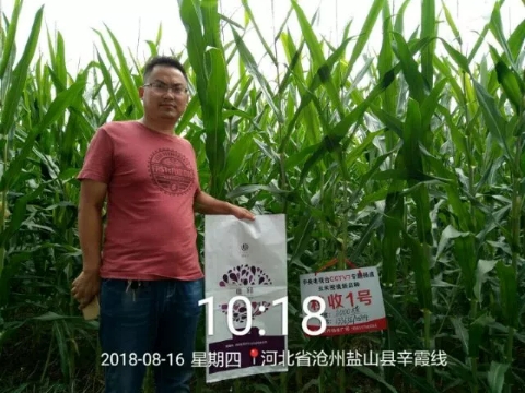 唯釋控釋肥--中國密植玉米一(yī)次性施肥領導者！