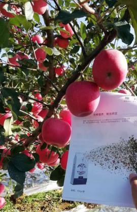 Virtor  controlled release fertilizer helps apple increase production and income