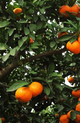 Harvest high yield, weight loss and efficiency is not a dream - citrus harvest