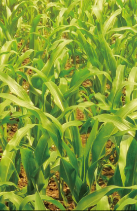 春播玉米施肥減量增效，首選唯拓爾玉米專用控釋肥